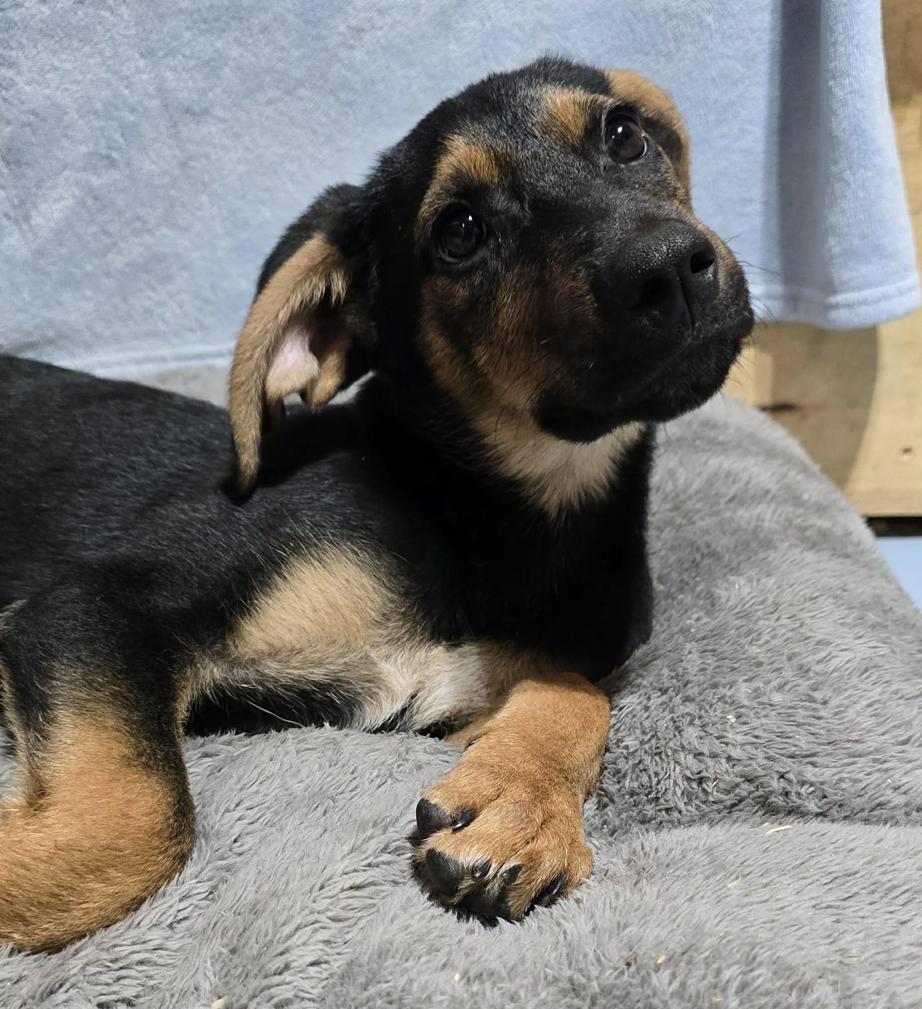 Enlarge Lars, a ADOPTABLE mixed breed in Grand Rapids, MI image 3/4