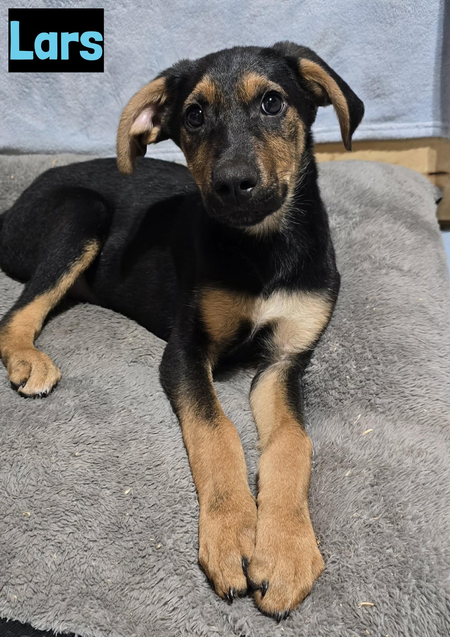 Lars, ADOPTABLE, Puppy Male German Shepherd Dog.