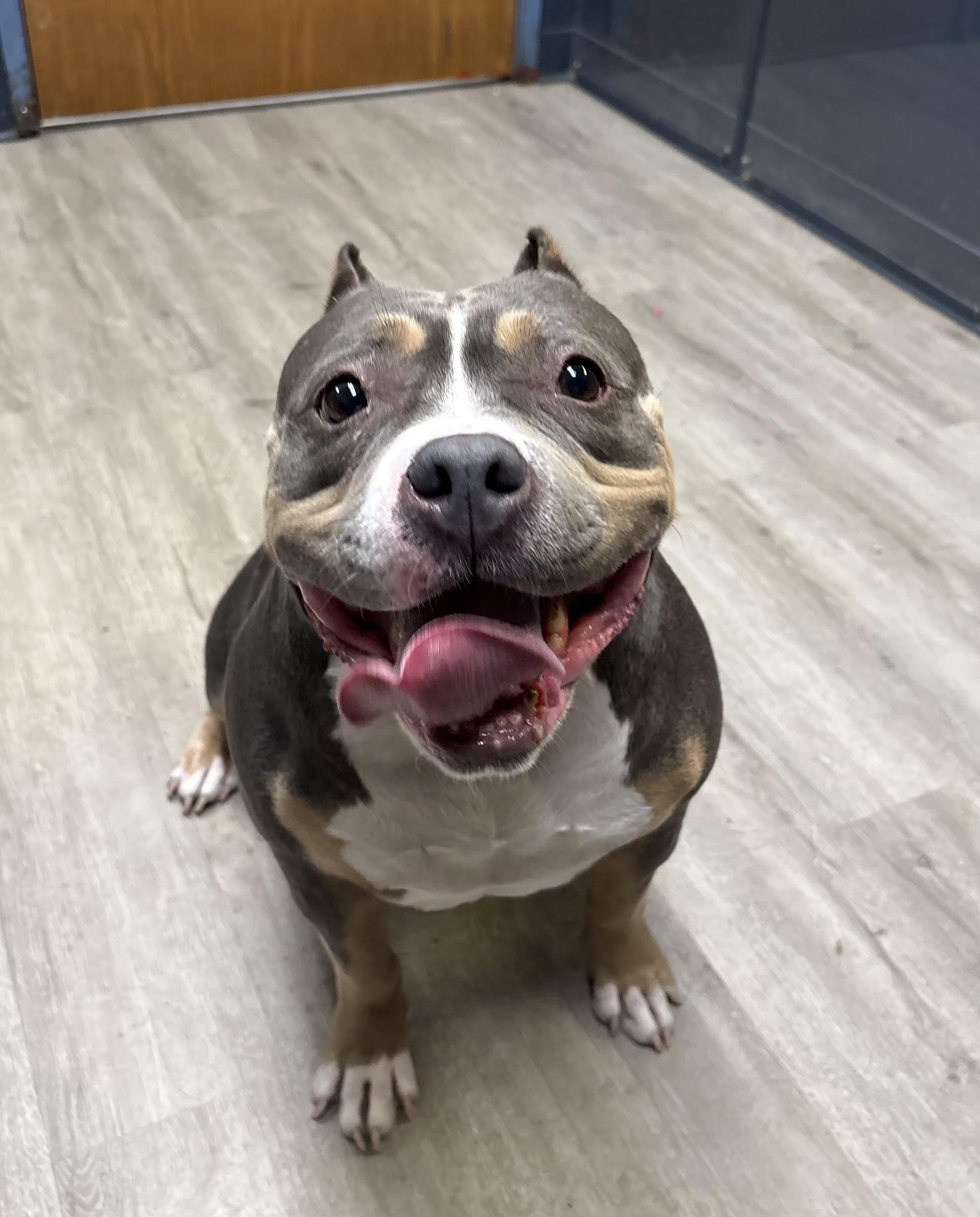 Enlarge Mabel, an adopted mixed breed in Mansfield, OH image 3/4