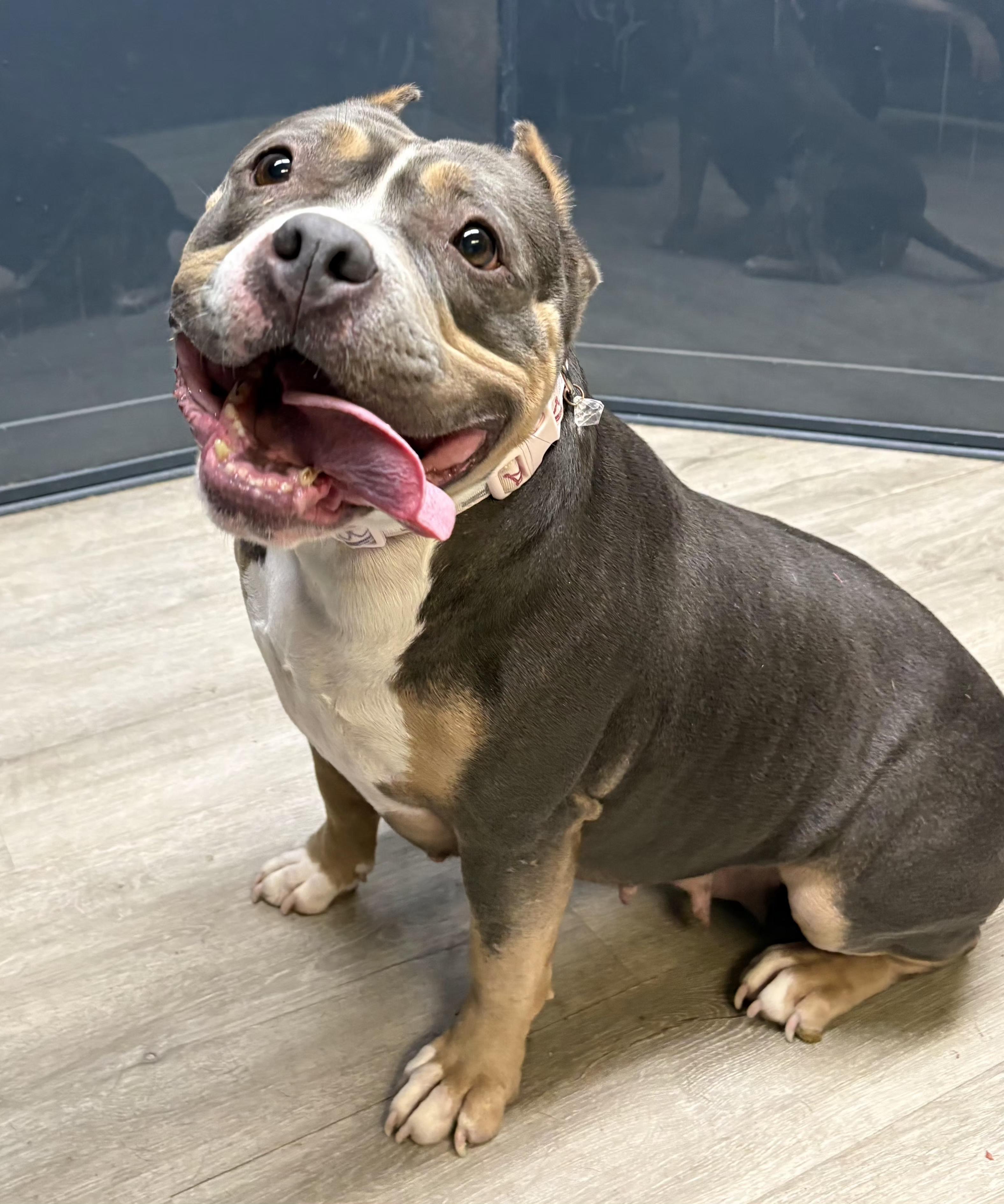 Enlarge Mabel, an adopted mixed breed in Mansfield, OH image 2/4