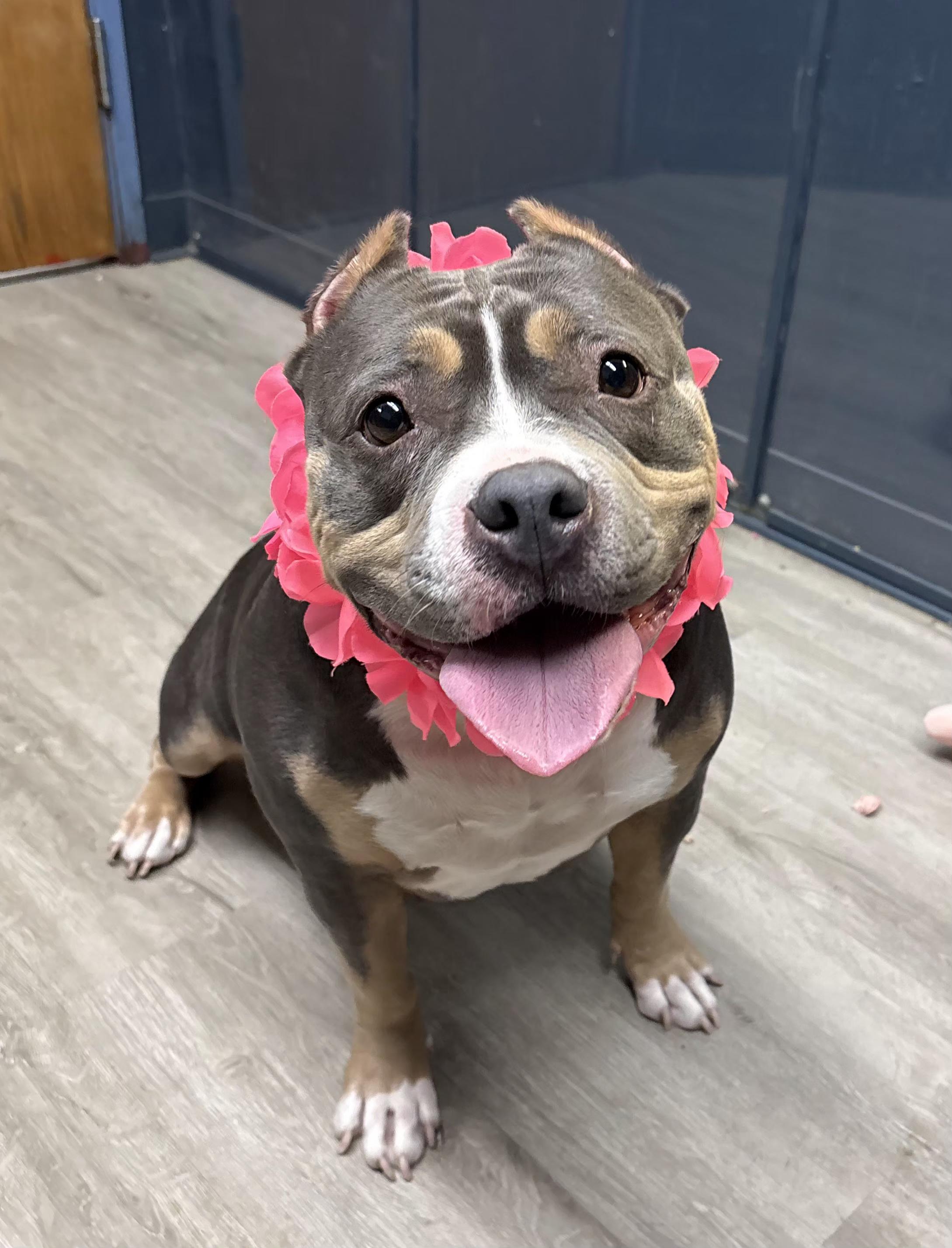 Enlarge Mabel, an adopted mixed breed in Mansfield, OH image 1/4