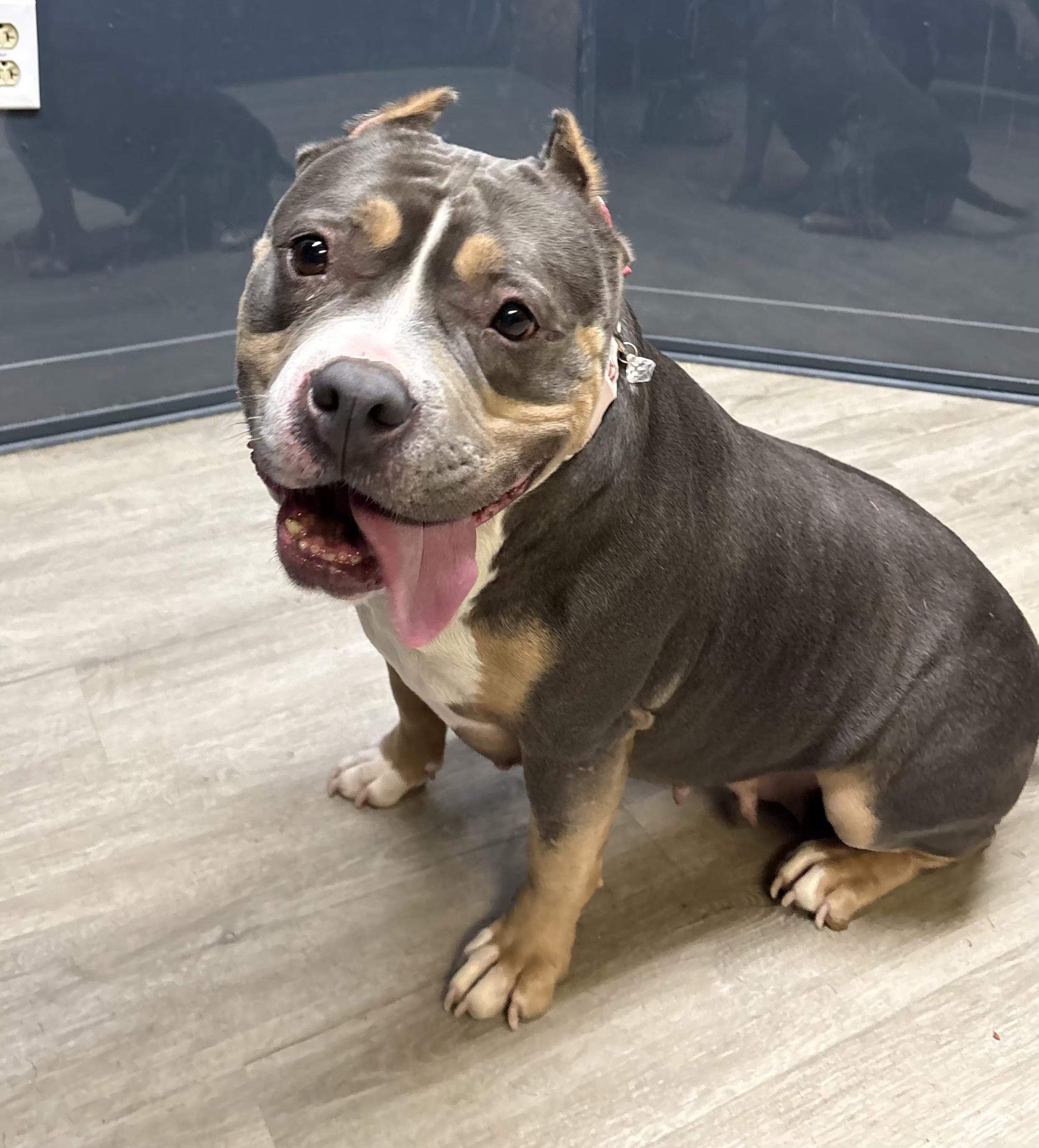 Enlarge Mabel, an adopted mixed breed in Mansfield, OH image 4/4