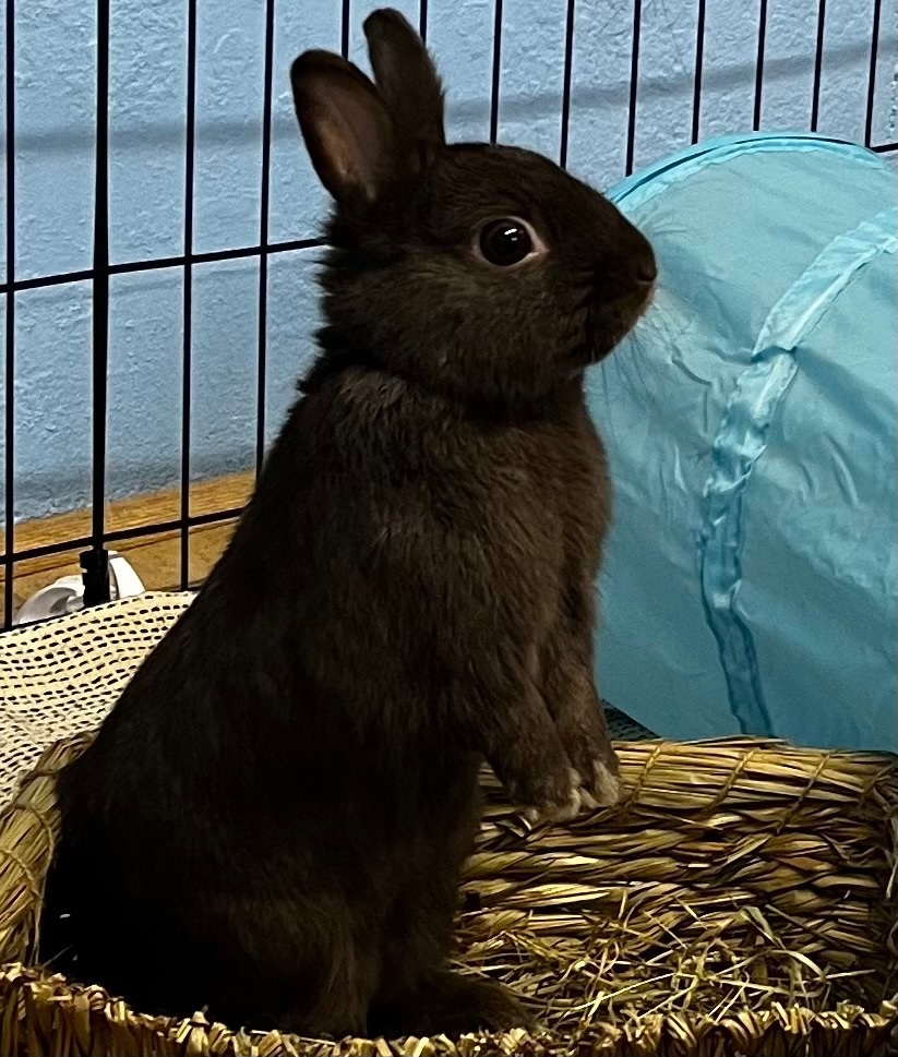 Enlarge Nugget, a Adopted Netherland Dwarf in Chapin, SC image 2/10