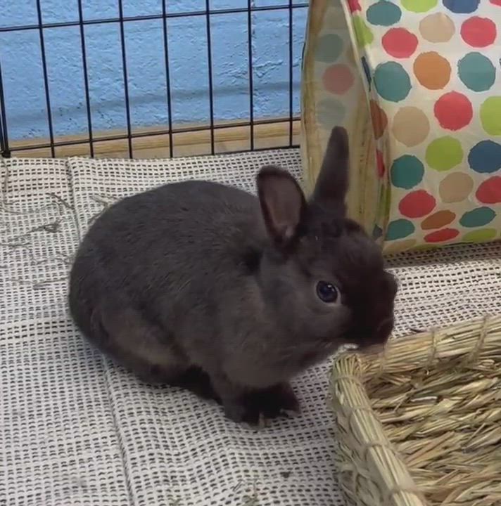 Enlarge Nugget, a Adopted Netherland Dwarf in Chapin, SC video 9/10