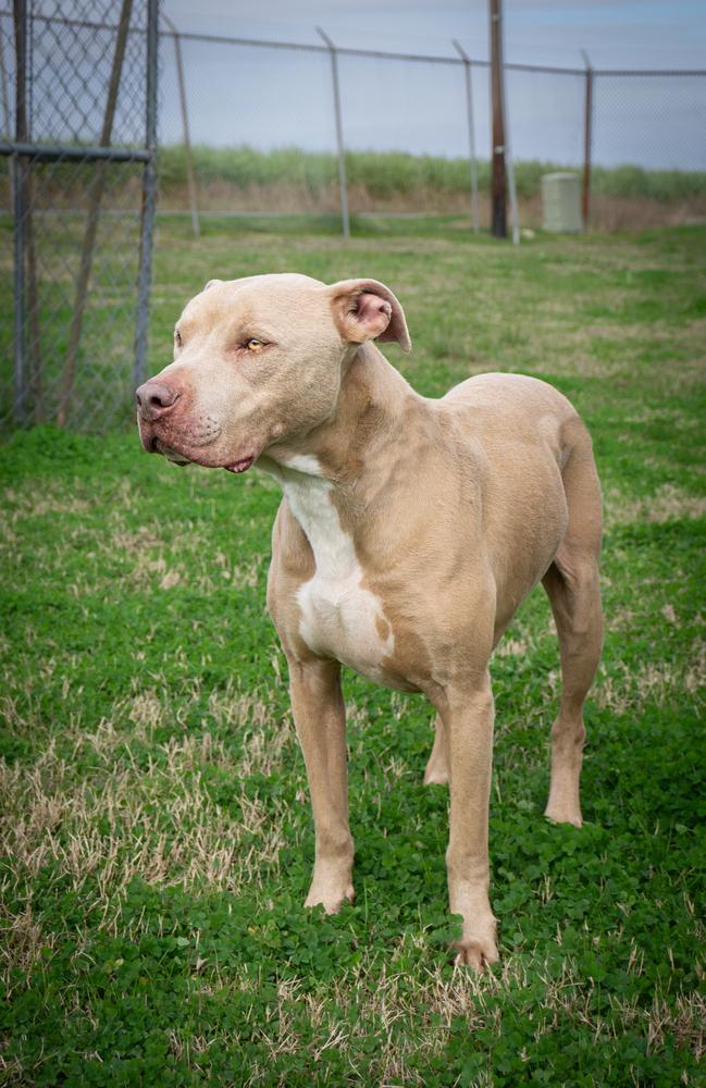 Rambo — thumbnail 3