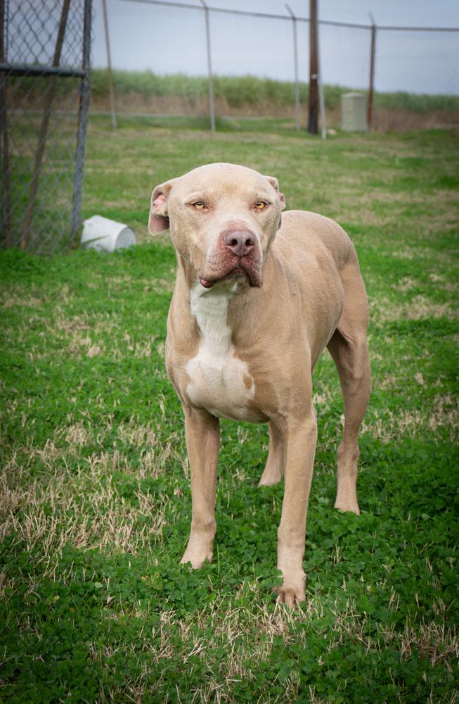 Rambo — thumbnail 4