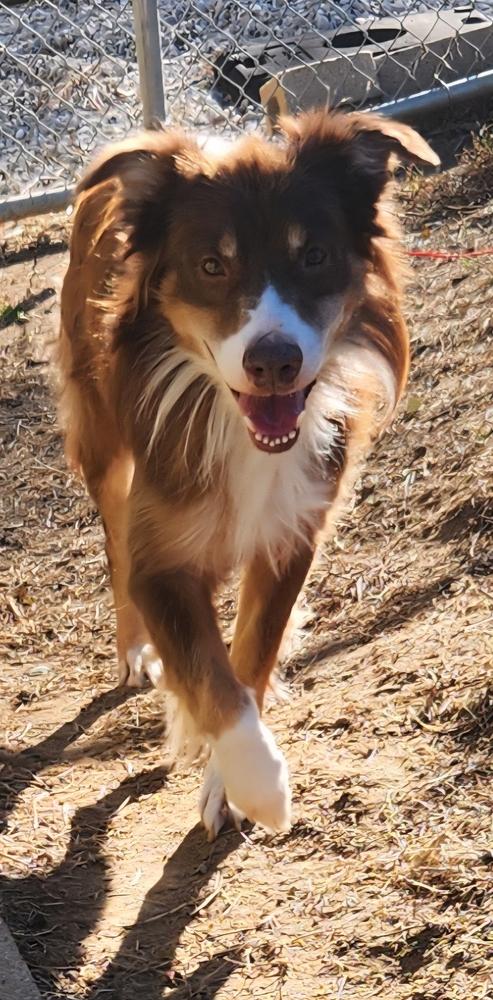 0986 Bearr, a Adoptable Australian Shepherd in Muscatine, IA image 2/6