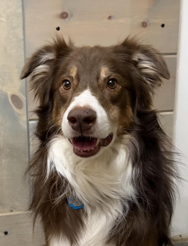 0986 Bearr, a Adoptable Australian Shepherd in Muscatine, IA image 1/6