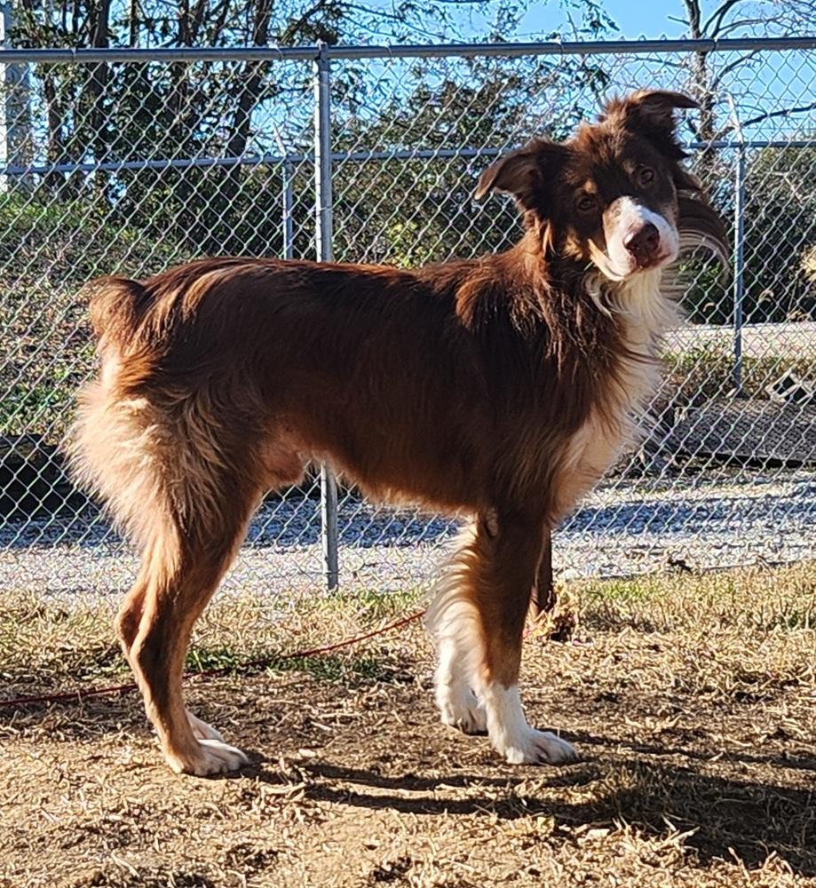 0986 Bearr, a Adoptable Australian Shepherd in Muscatine, IA image 3/6