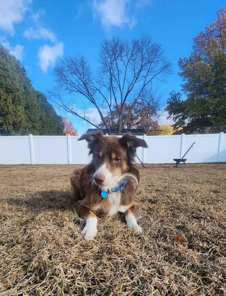 0986 Bearr, a Adoptable Australian Shepherd in Muscatine, IA image 4/6