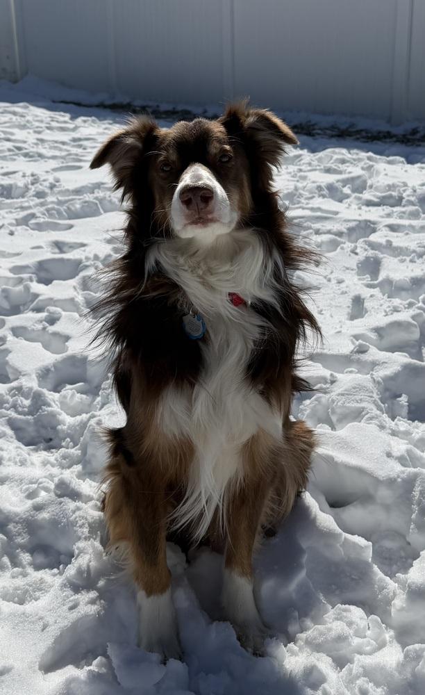0986 Bearr, a Adoptable Australian Shepherd in Muscatine, IA image 5/6