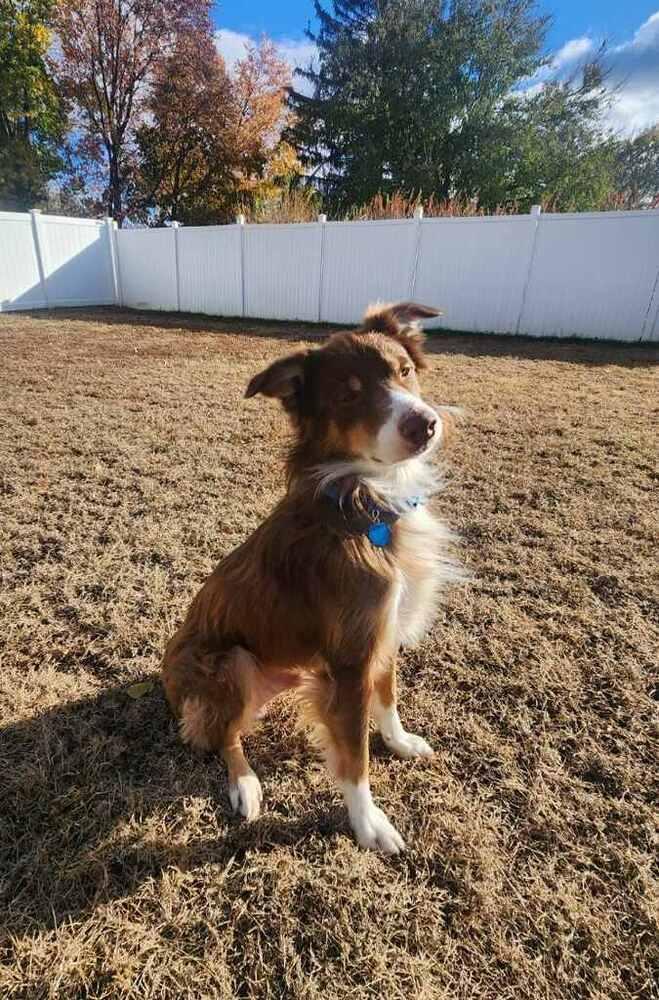 0986 Bearr, a Adoptable Australian Shepherd in Muscatine, IA image 6/6