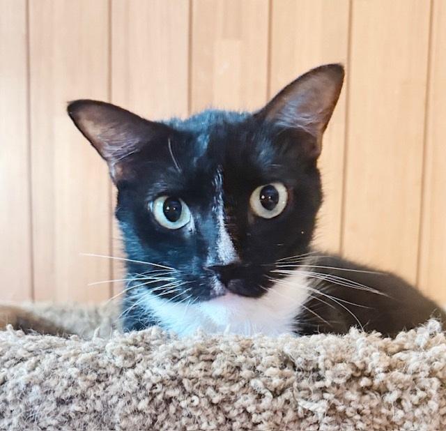 Popeye, a Adoptable Tuxedo in Philadelphia, PA image 5/6