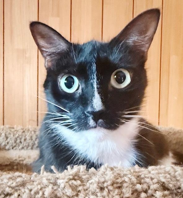 Popeye, a Adoptable Tuxedo in Philadelphia, PA image 3/6