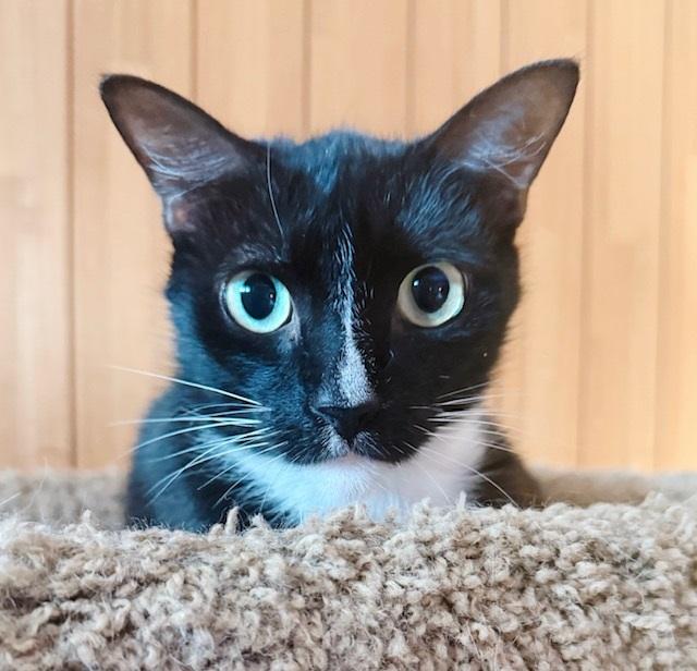 Popeye, Adoptable, Adult Male Tuxedo.