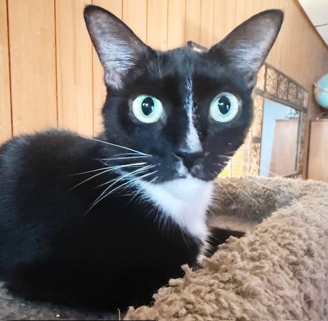 Popeye, a Adoptable Tuxedo in Philadelphia, PA image 4/6