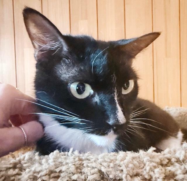 Popeye, a Adoptable Tuxedo in Philadelphia, PA image 2/6