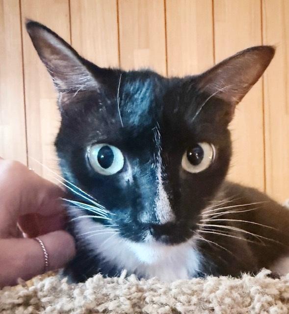 Popeye, a Adoptable Tuxedo in Philadelphia, PA image 6/6