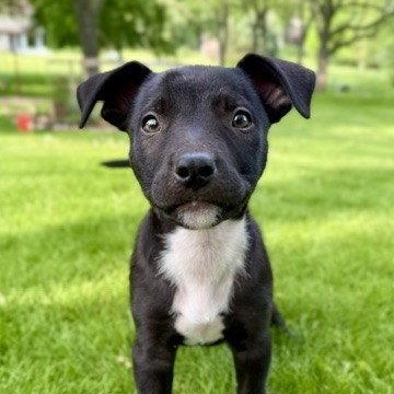 **NACHO**, Adoptable, Puppy Male Terrier.