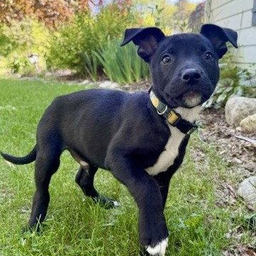 **NACHO**, a Adoptable Terrier in North Prairie, WI image 2/3