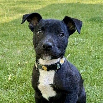 **NACHO**, a Adoptable Terrier in North Prairie, WI image 3/3