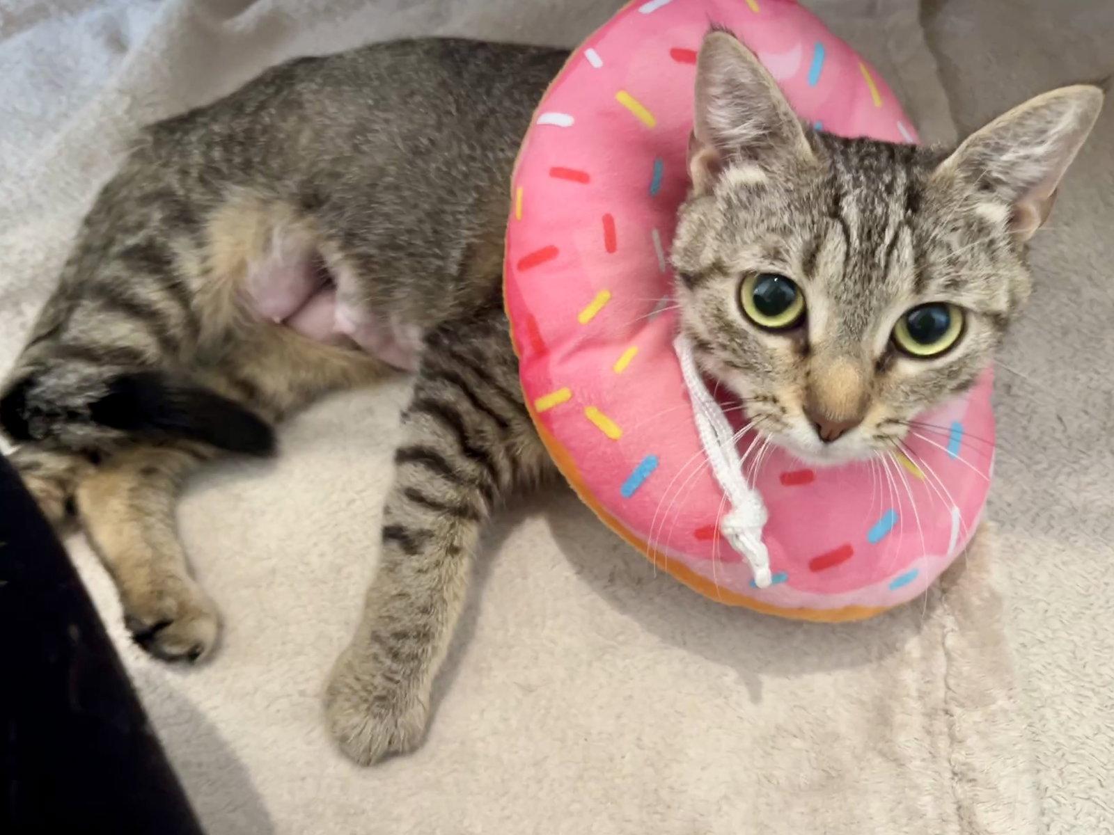 Princess, Adoptable, Young Female Domestic Short Hair.