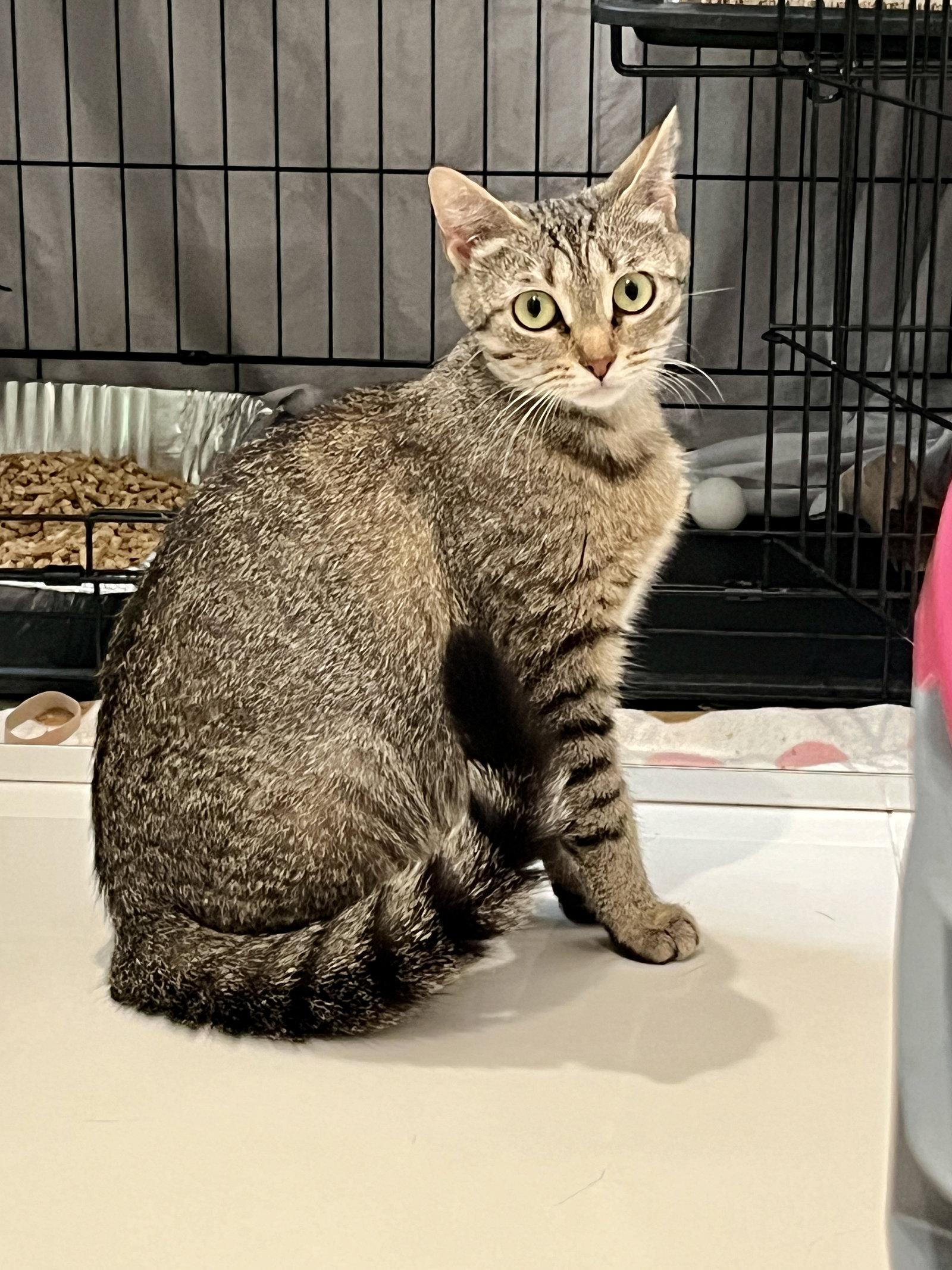 Enlarge Princess, a Adoptable Domestic Short Hair in Orlando, FL image 2/3