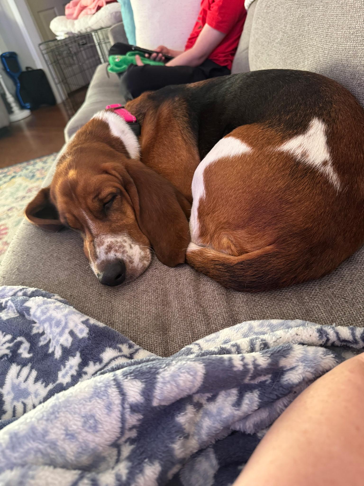 Betty, Adopted, Young Female Basset Hound.