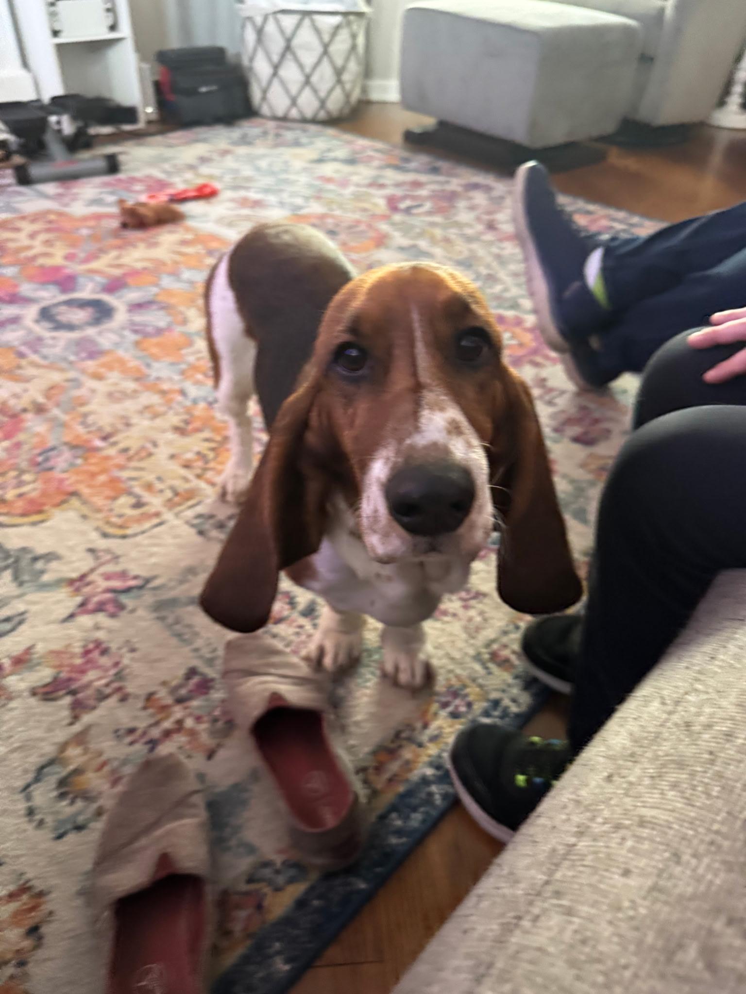 Betty, a Adopted Basset Hound in Columbia, SC image 2/4