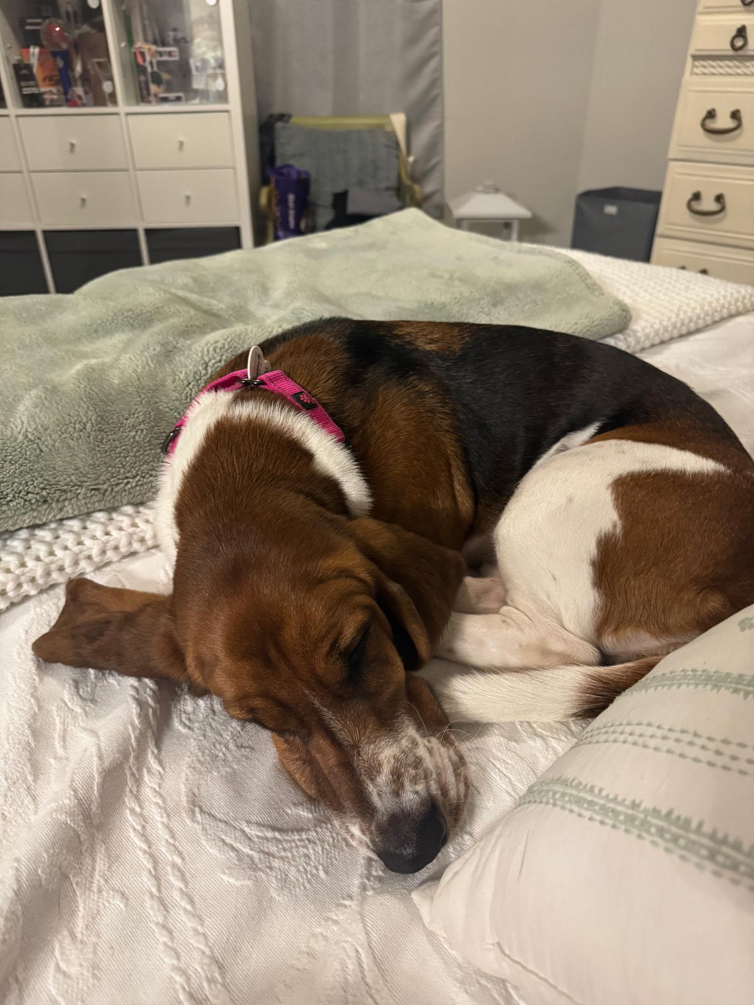 Betty, a Adopted Basset Hound in Columbia, SC image 3/4