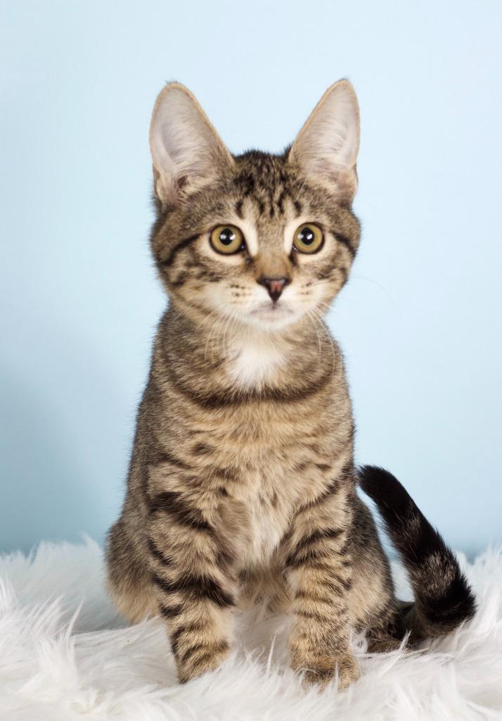 Myth, Adoptable, Kitten Male Domestic Short Hair.