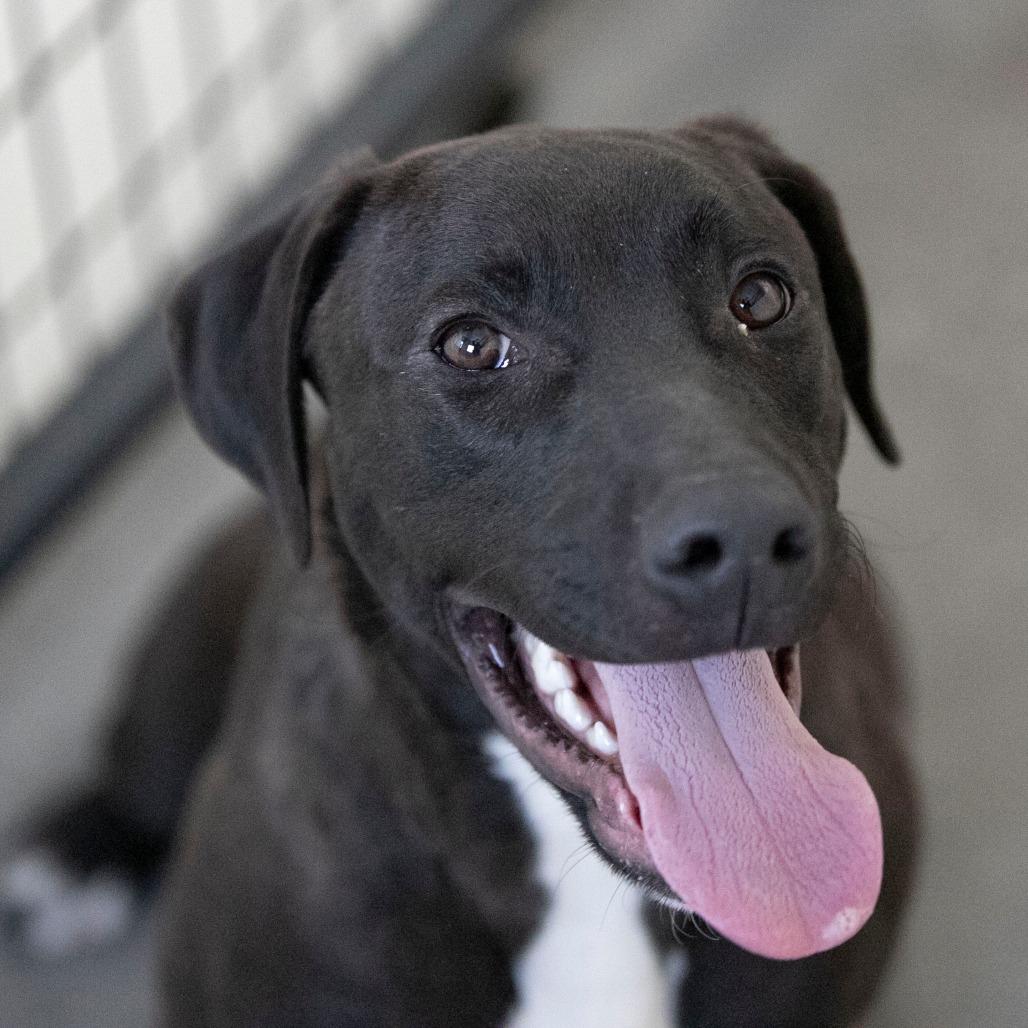 Groot (D25-105), a Adoptable Mixed Breed in Peyton, CO image 1/6