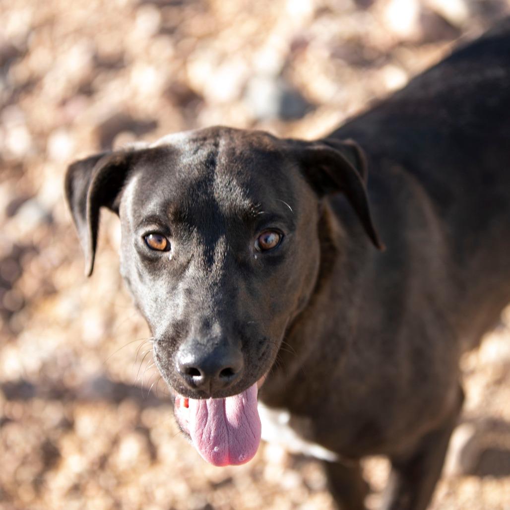 Groot (D25-105), a Adoptable Mixed Breed in Peyton, CO image 3/6