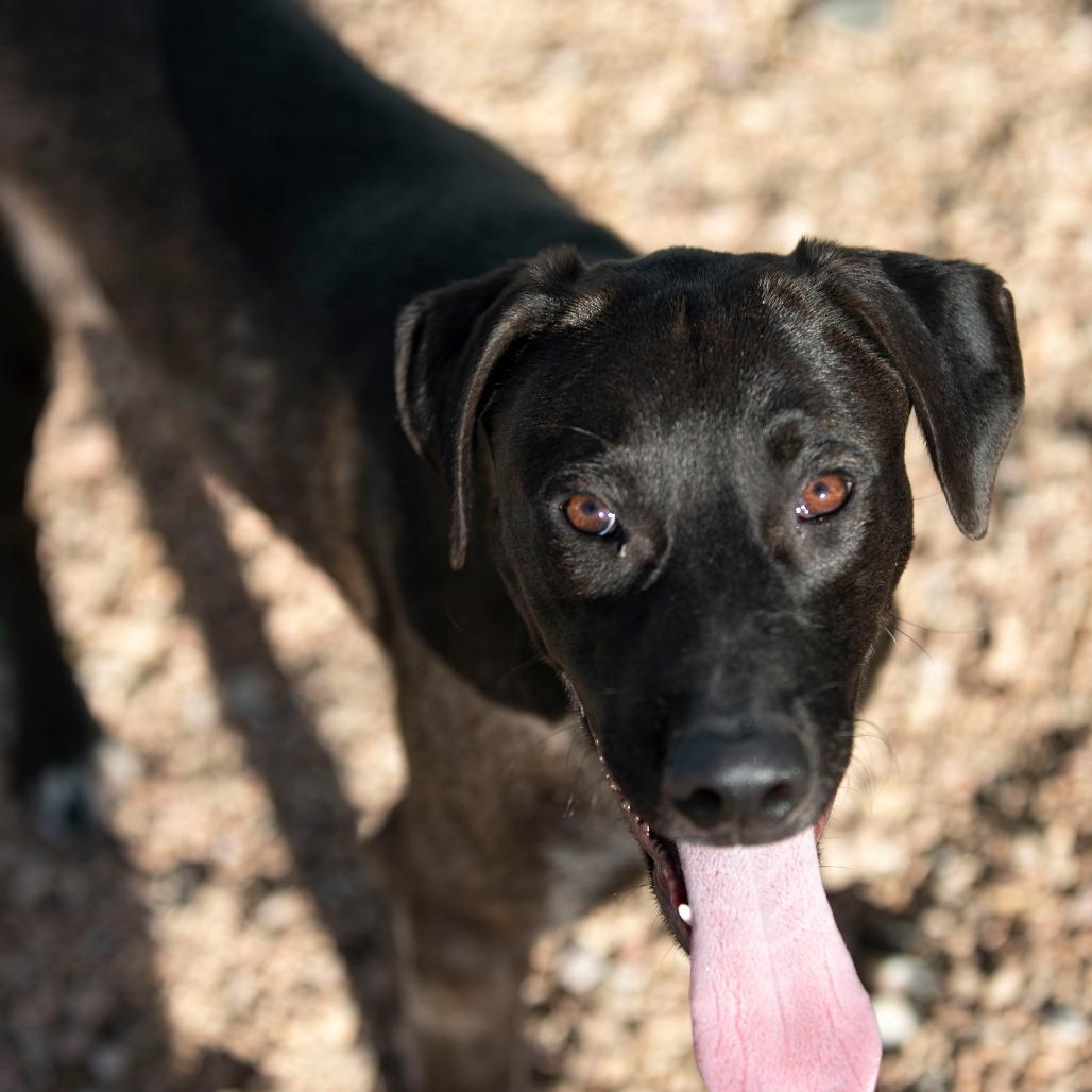 Groot (D25-105), a Adoptable Mixed Breed in Peyton, CO image 4/6