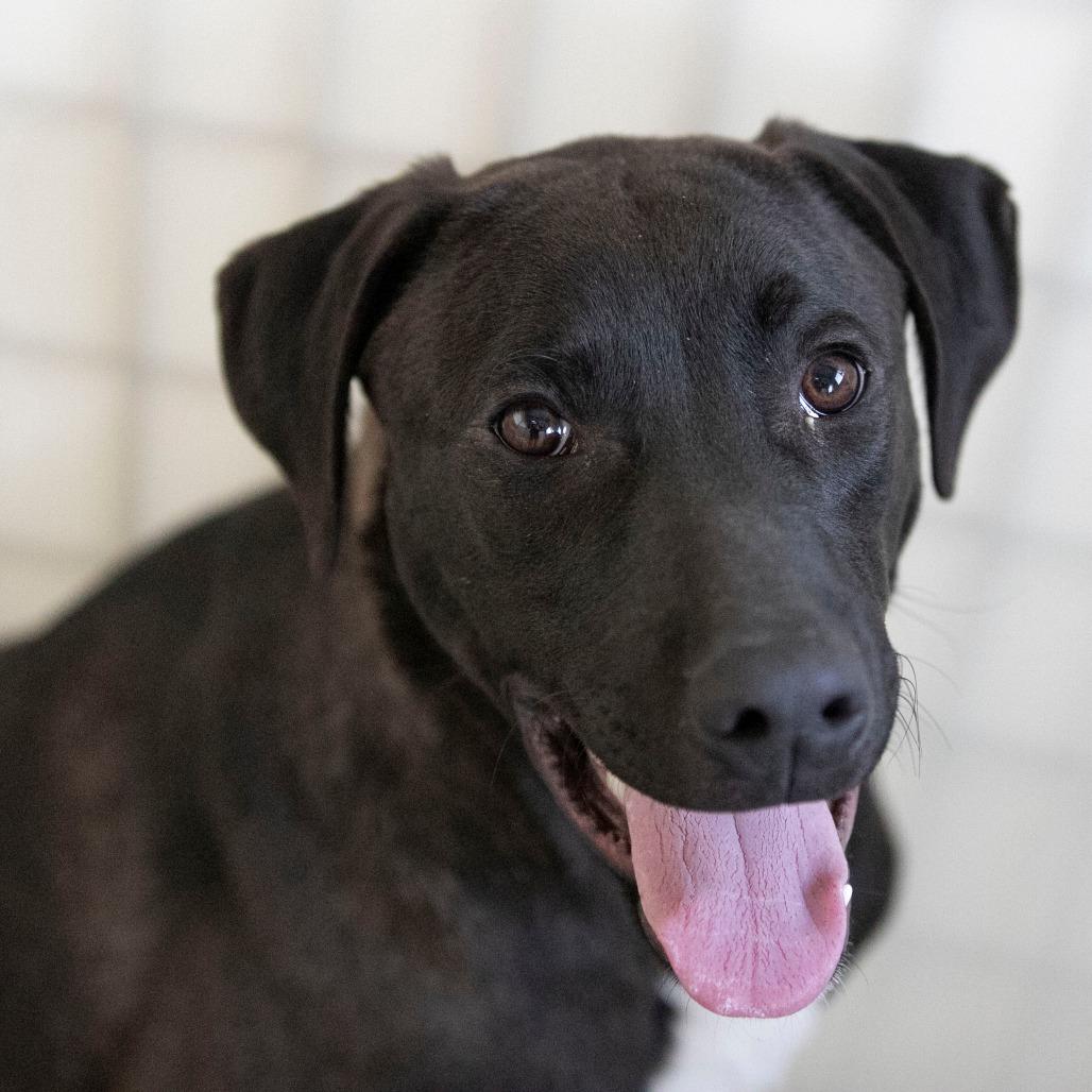 Groot (D25-105), a Adoptable Mixed Breed in Peyton, CO image 6/6