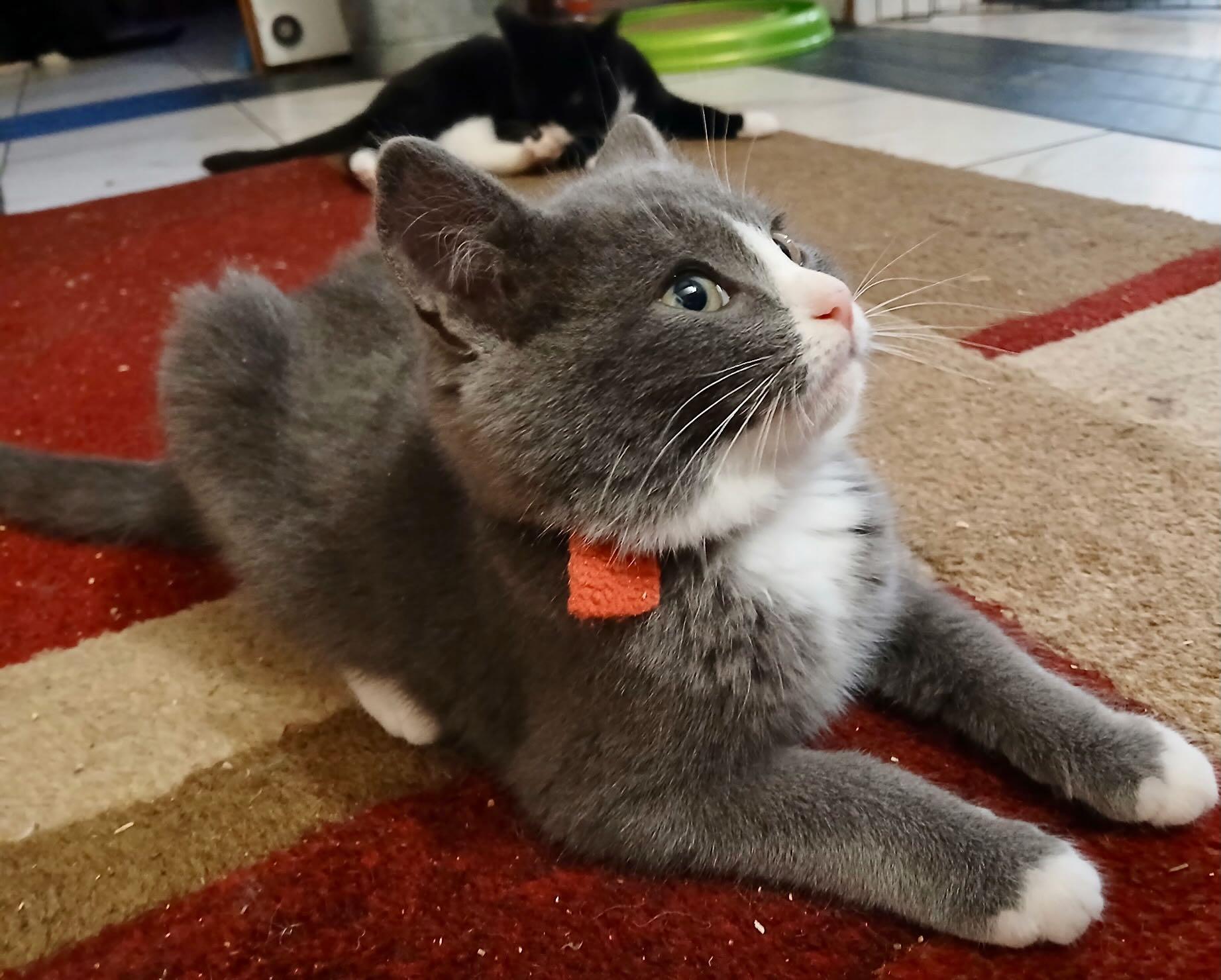 Enlarge Maya and Miguel, a Adoptable mixed breed in Portland, OR image 2/6