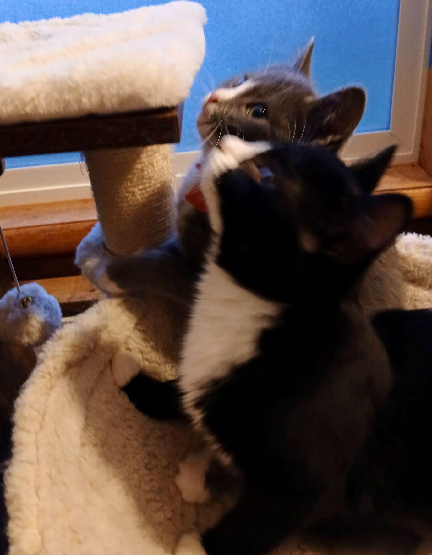 Maya and Miguel, Adoptable, Kitten Female Tuxedo & Domestic Short Hair.