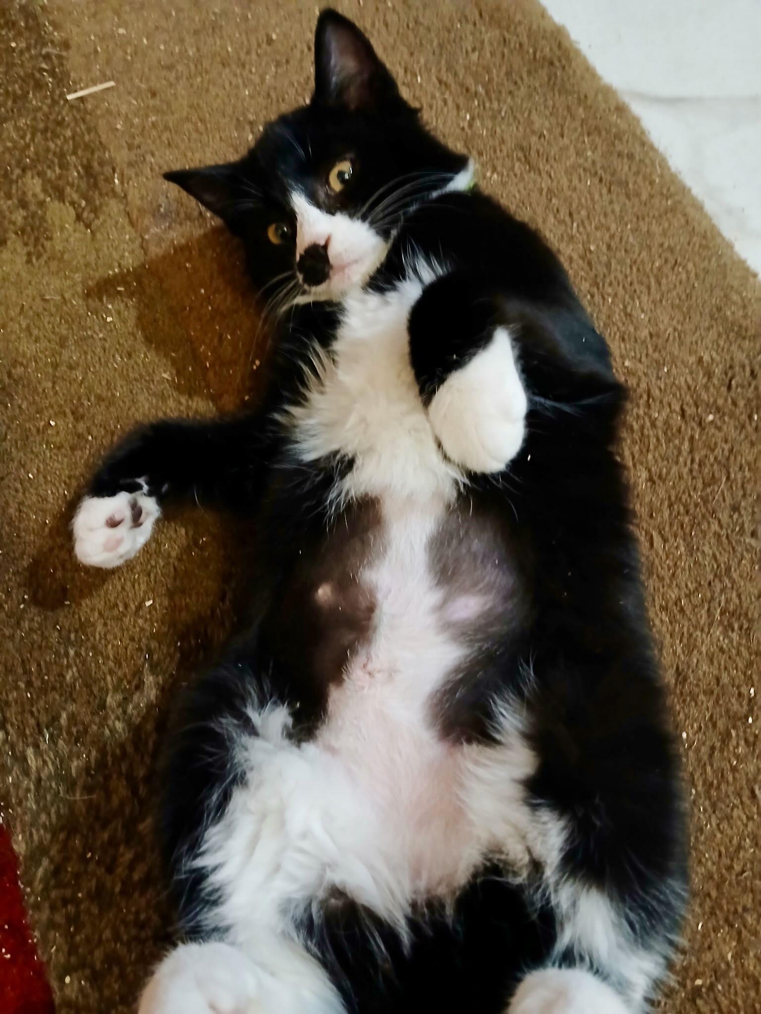 Enlarge Maya and Miguel, a Adoptable mixed breed in Portland, OR image 5/6