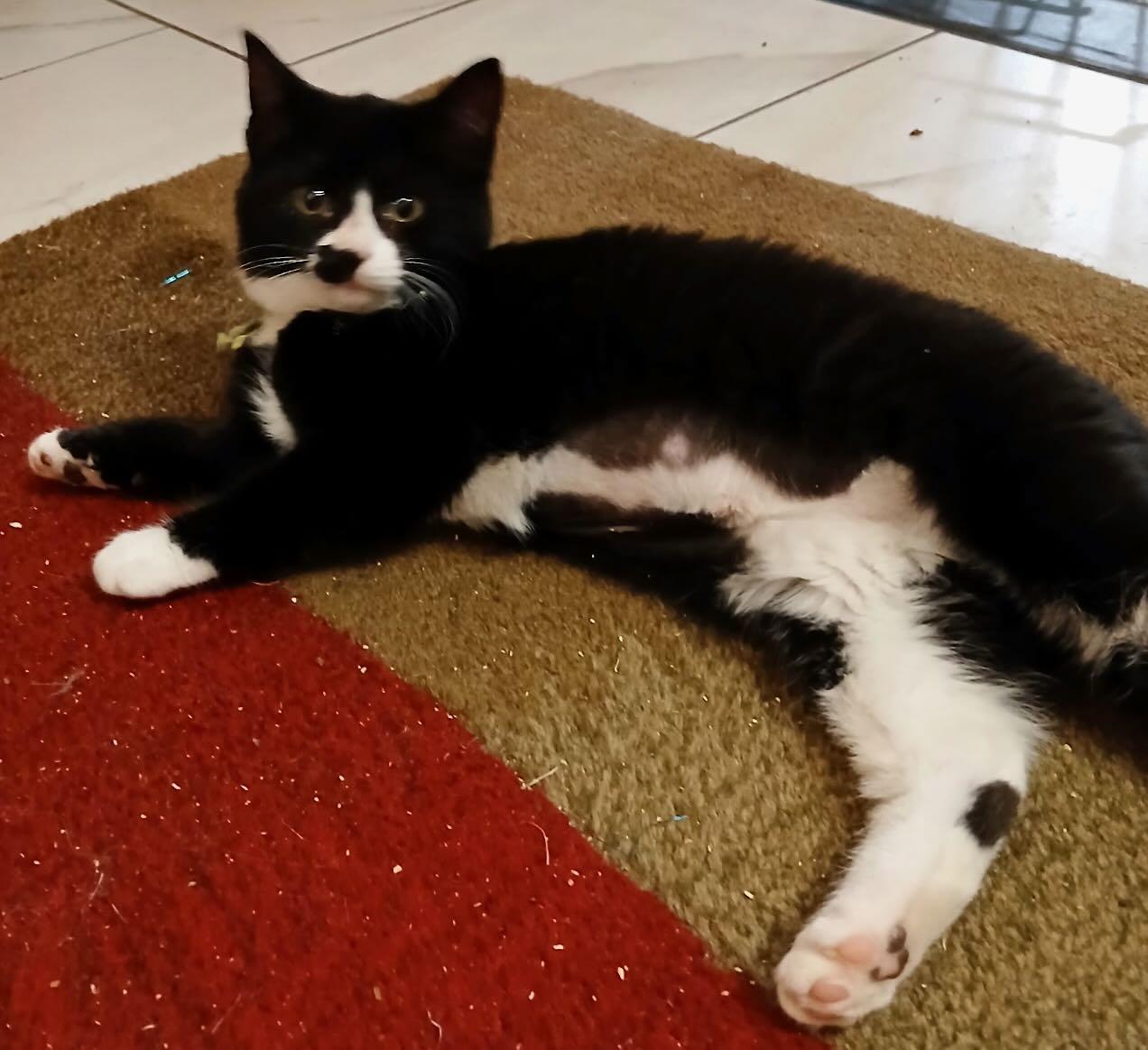 Enlarge Maya and Miguel, a Adoptable mixed breed in Portland, OR image 6/6