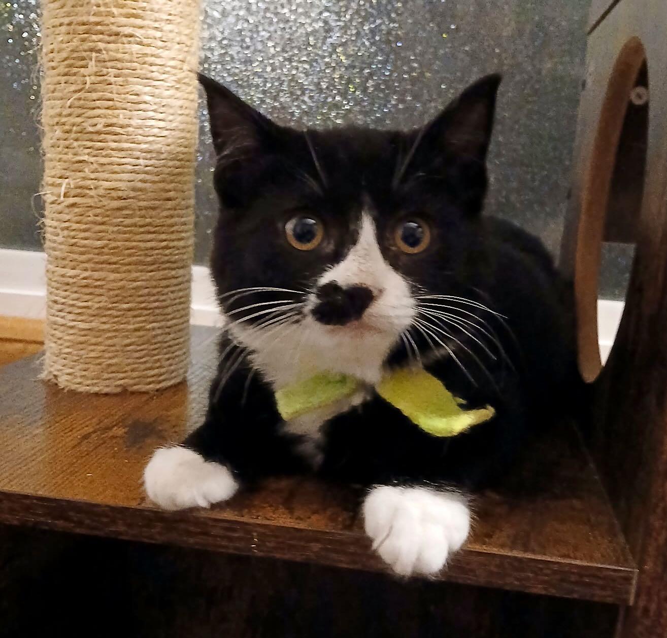 Enlarge Maya and Miguel, a Adoptable mixed breed in Portland, OR image 3/6