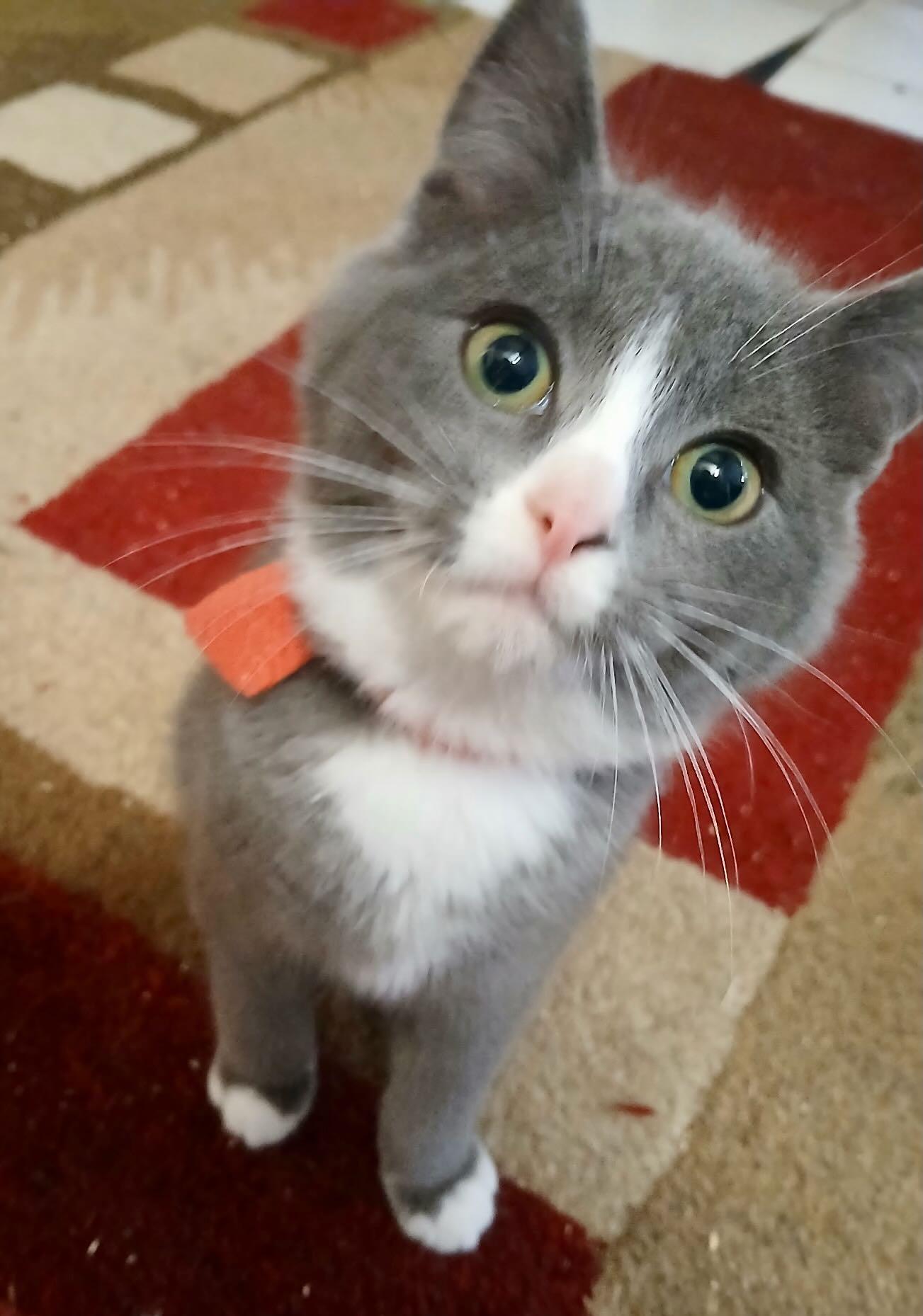 Enlarge Maya and Miguel, a Adoptable mixed breed in Portland, OR image 4/6