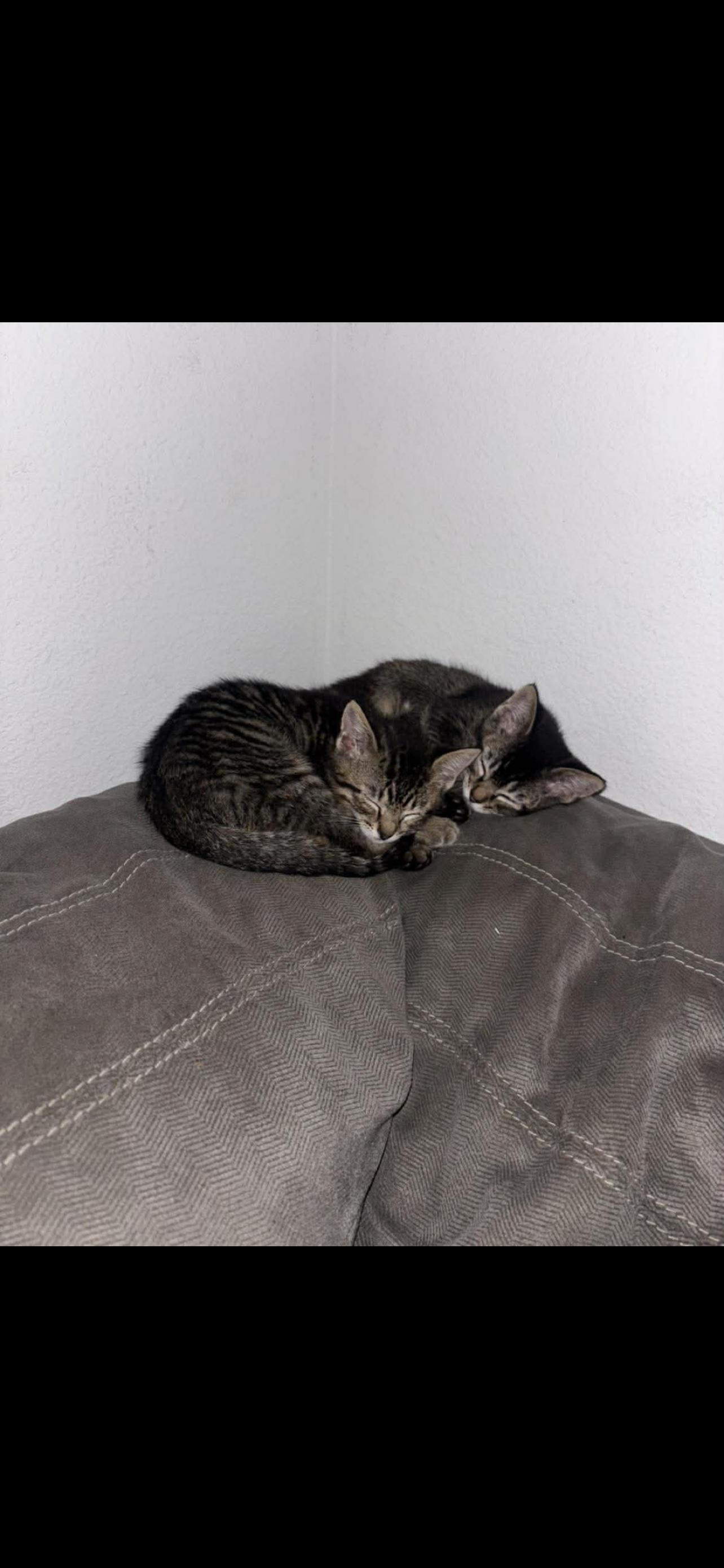 Cookie Napa, Adopted, Kitten Male Tabby.