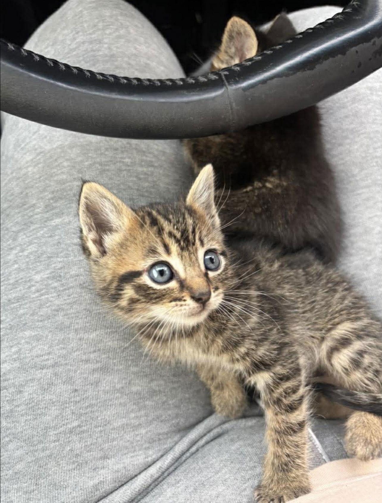 Cookie Napa, a Adopted Tabby in Napa, CA image 2/3