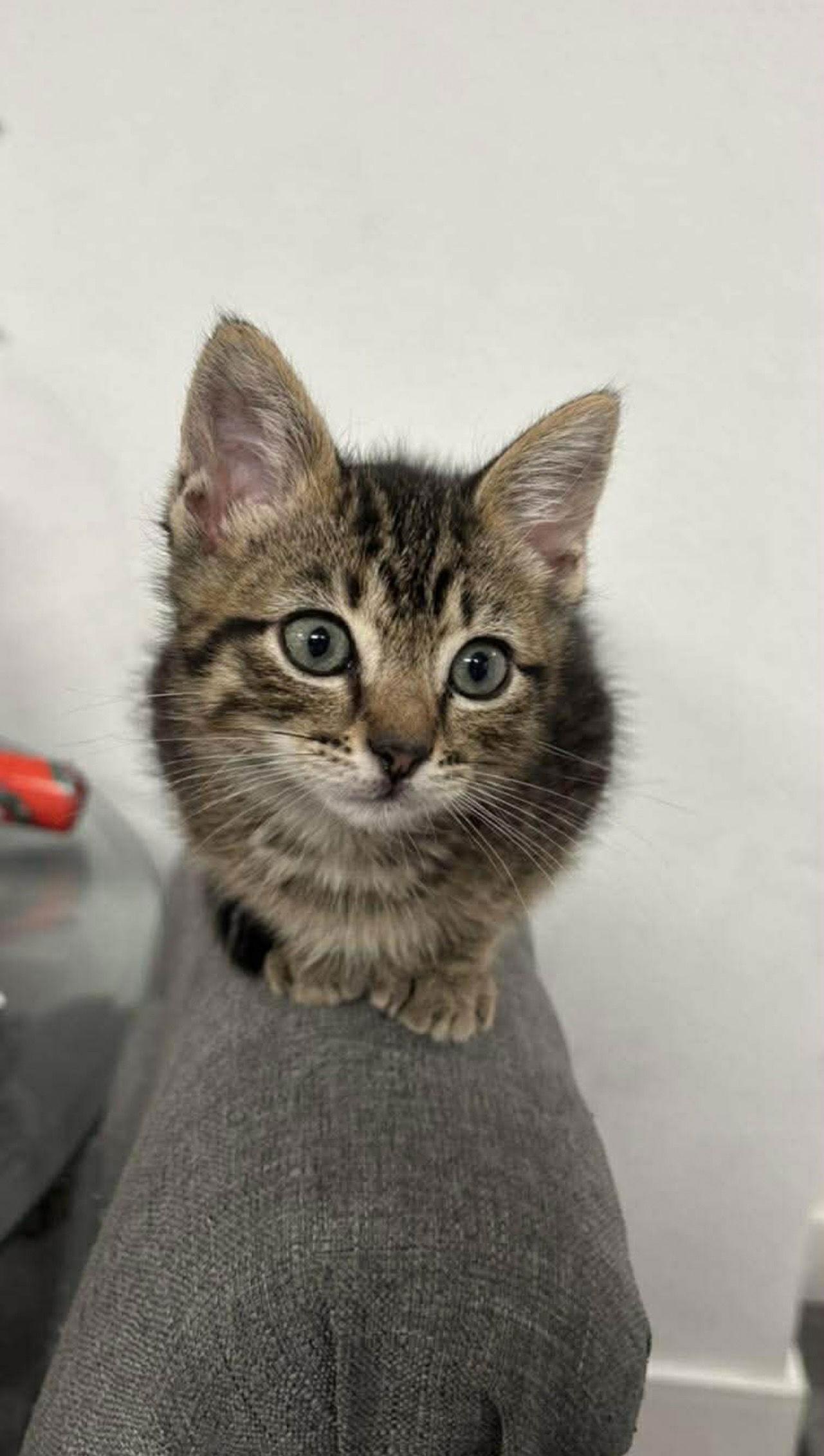 Cookie Napa, a Adopted Tabby in Napa, CA image 3/3