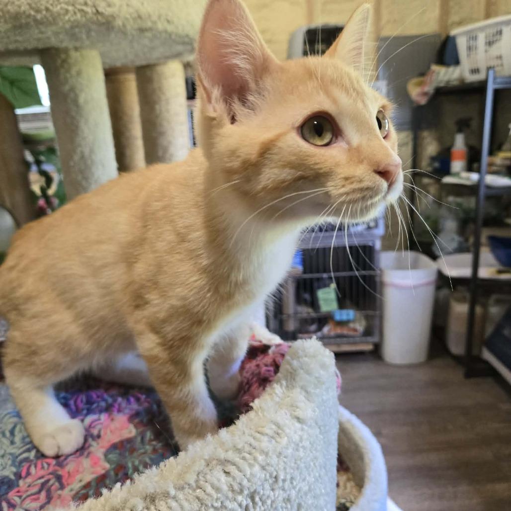 Hoover, Adoptable, Kitten Male Domestic Short Hair.