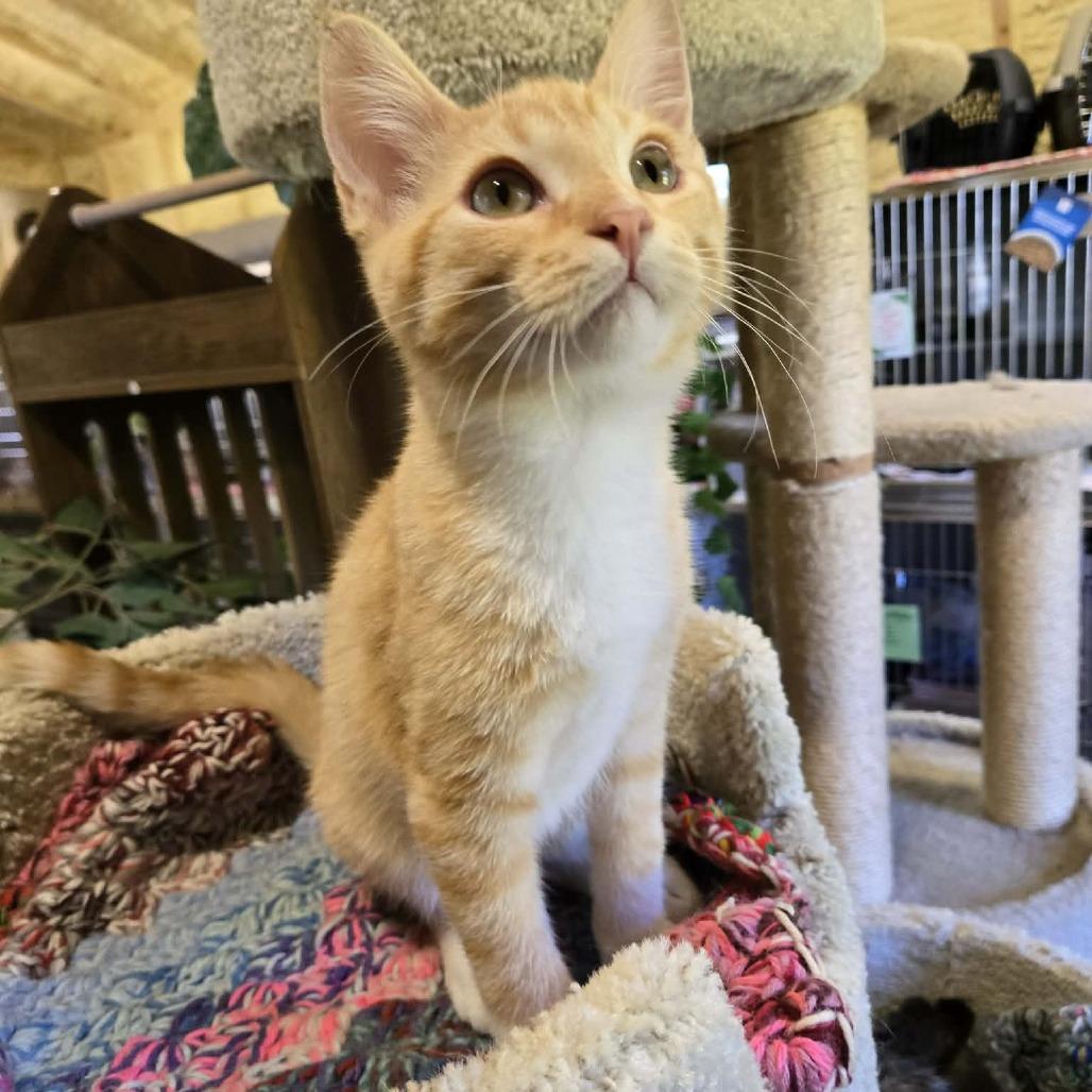 Enlarge Hoover, a Adoptable Domestic Short Hair in Park Falls, WI image 2/3
