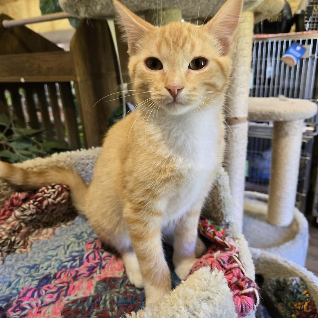 Enlarge Hoover, a Adoptable Domestic Short Hair in Park Falls, WI image 3/3