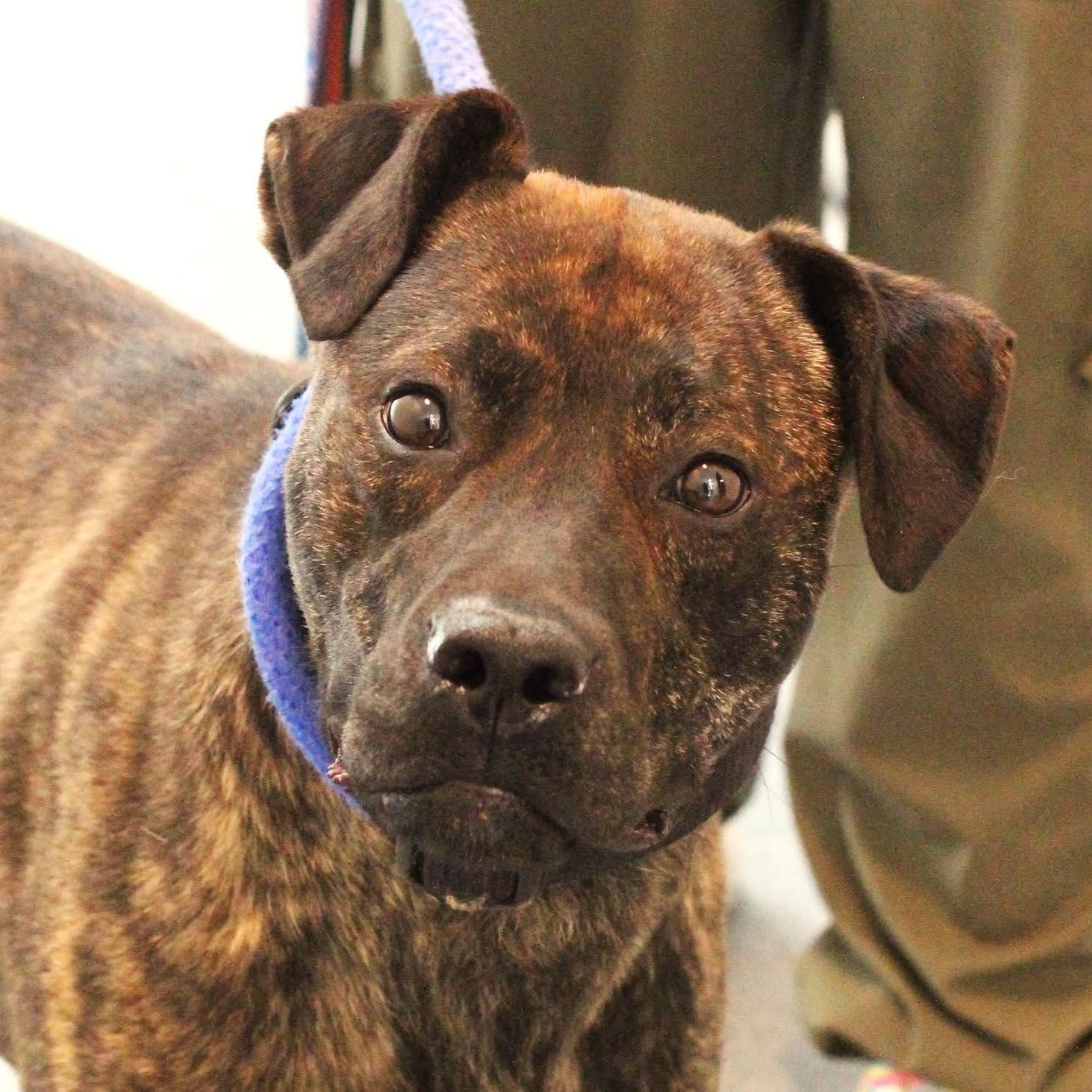 Enlarge 26-00763 GELATO, a ADOPTABLE Pit Bull Terrier in Fredericksburg, VA image 2/2