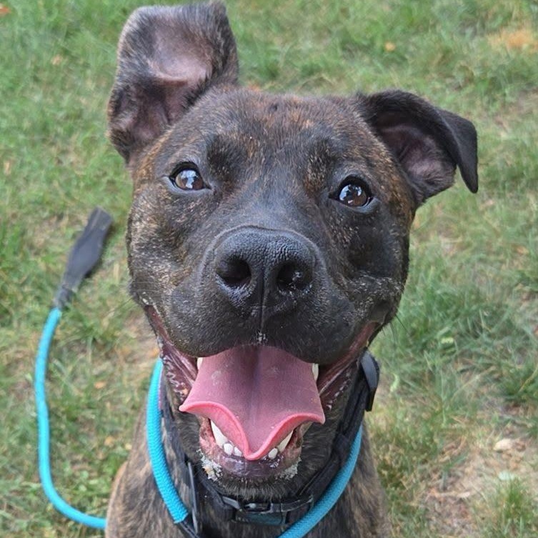26-00763 GELATO, ADOPTABLE, Adult Male Pit Bull Terrier.