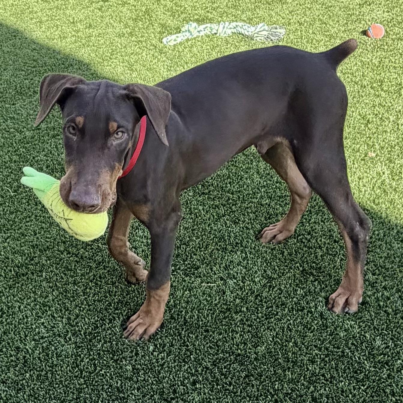 Enlarge Starsky, a Adoptable Doberman Pinscher in Phoenix, AZ image 2/5